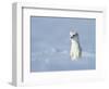 Weasel in white winter coat standing in snow, Germany-Konrad Wothe-Framed Photographic Print