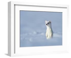 Weasel in white winter coat standing in snow, Germany-Konrad Wothe-Framed Photographic Print