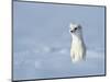 Weasel in white winter coat standing in snow, Germany-Konrad Wothe-Mounted Photographic Print