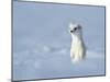 Weasel in white winter coat standing in snow, Germany-Konrad Wothe-Mounted Photographic Print