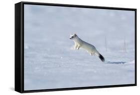 Weasel in winter coat, running through snow, Germany-Konrad Wothe-Framed Stretched Canvas