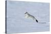 Weasel in winter coat, running through snow, Germany-Konrad Wothe-Stretched Canvas