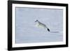 Weasel in winter coat, running through snow, Germany-Konrad Wothe-Framed Photographic Print