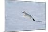 Weasel in winter coat, running through snow, Germany-Konrad Wothe-Mounted Photographic Print