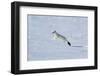 Weasel in winter coat, running through snow, Germany-Konrad Wothe-Framed Photographic Print