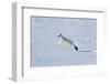 Weasel in winter coat, running through snow, Germany-Konrad Wothe-Framed Photographic Print