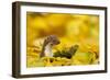 Weasel (Mustela Nivalis) Head and Neck Looking Out of Yellow Autumn Acer Leaves-Paul Hobson-Framed Photographic Print