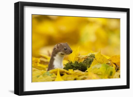 Weasel (Mustela Nivalis) Head and Neck Looking Out of Yellow Autumn Acer Leaves-Paul Hobson-Framed Photographic Print