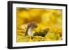 Weasel (Mustela Nivalis) Head and Neck Looking Out of Yellow Autumn Acer Leaves-Paul Hobson-Framed Photographic Print