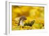 Weasel (Mustela Nivalis) Head and Neck Looking Out of Yellow Autumn Acer Leaves-Paul Hobson-Framed Photographic Print