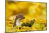 Weasel (Mustela Nivalis) Head and Neck Looking Out of Yellow Autumn Acer Leaves-Paul Hobson-Mounted Photographic Print