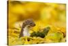 Weasel (Mustela Nivalis) Head and Neck Looking Out of Yellow Autumn Acer Leaves-Paul Hobson-Stretched Canvas