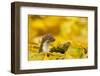 Weasel (Mustela Nivalis) Head and Neck Looking Out of Yellow Autumn Acer Leaves-Paul Hobson-Framed Photographic Print