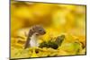 Weasel (Mustela Nivalis) Head and Neck Looking Out of Yellow Autumn Acer Leaves-Paul Hobson-Mounted Premium Photographic Print