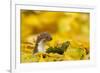 Weasel (Mustela Nivalis) Head and Neck Looking Out of Yellow Autumn Acer Leaves-Paul Hobson-Framed Photographic Print