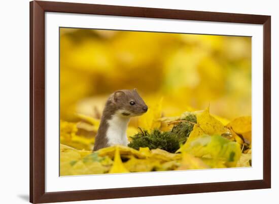 Weasel (Mustela Nivalis) Head and Neck Looking Out of Yellow Autumn Acer Leaves-Paul Hobson-Framed Photographic Print