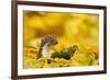 Weasel (Mustela Nivalis) Head and Neck Looking Out of Yellow Autumn Acer Leaves-Paul Hobson-Framed Photographic Print