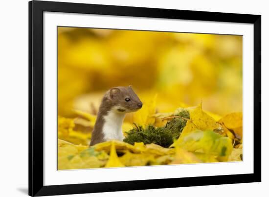 Weasel (Mustela Nivalis) Head and Neck Looking Out of Yellow Autumn Acer Leaves-Paul Hobson-Framed Photographic Print