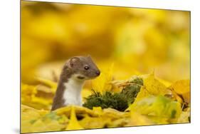 Weasel (Mustela Nivalis) Head and Neck Looking Out of Yellow Autumn Acer Leaves-Paul Hobson-Mounted Photographic Print