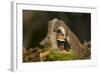 Weasel (Mustela Nivalis) Investigating Birch Stump with Bracket Fungus in Autumn Woodland-Paul Hobson-Framed Photographic Print