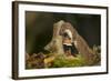 Weasel (Mustela Nivalis) Investigating Birch Stump with Bracket Fungus in Autumn Woodland-Paul Hobson-Framed Photographic Print