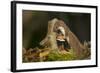 Weasel (Mustela Nivalis) Investigating Birch Stump with Bracket Fungus in Autumn Woodland-Paul Hobson-Framed Photographic Print