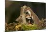 Weasel (Mustela Nivalis) Investigating Birch Stump with Bracket Fungus in Autumn Woodland-Paul Hobson-Mounted Photographic Print