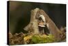 Weasel (Mustela Nivalis) Investigating Birch Stump with Bracket Fungus in Autumn Woodland-Paul Hobson-Stretched Canvas