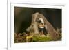 Weasel (Mustela Nivalis) Investigating Birch Stump with Bracket Fungus in Autumn Woodland-Paul Hobson-Framed Photographic Print