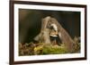 Weasel (Mustela Nivalis) Investigating Birch Stump with Bracket Fungus in Autumn Woodland-Paul Hobson-Framed Photographic Print