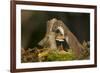 Weasel (Mustela Nivalis) Investigating Birch Stump with Bracket Fungus in Autumn Woodland-Paul Hobson-Framed Photographic Print