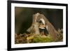 Weasel (Mustela Nivalis) Investigating Birch Stump with Bracket Fungus in Autumn Woodland-Paul Hobson-Framed Photographic Print