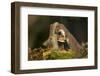 Weasel (Mustela Nivalis) Investigating Birch Stump with Bracket Fungus in Autumn Woodland-Paul Hobson-Framed Premium Photographic Print