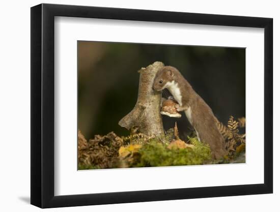 Weasel (Mustela Nivalis) Investigating Birch Stump with Bracket Fungus in Autumn Woodland-Paul Hobson-Framed Premium Photographic Print