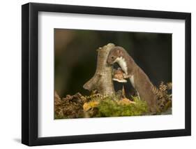 Weasel (Mustela Nivalis) Investigating Birch Stump with Bracket Fungus in Autumn Woodland-Paul Hobson-Framed Premium Photographic Print