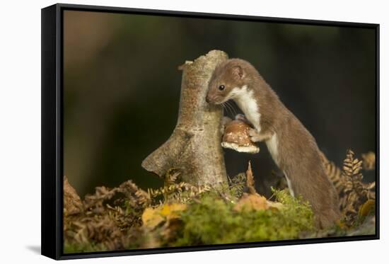 Weasel (Mustela Nivalis) Investigating Birch Stump with Bracket Fungus in Autumn Woodland-Paul Hobson-Framed Stretched Canvas