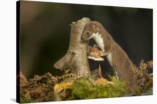 Weasel (Mustela Nivalis) Investigating Birch Stump with Bracket Fungus in Autumn Woodland-Paul Hobson-Stretched Canvas