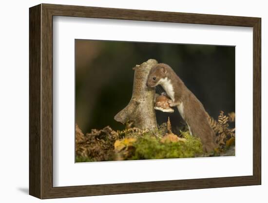 Weasel (Mustela Nivalis) Investigating Birch Stump with Bracket Fungus in Autumn Woodland-Paul Hobson-Framed Photographic Print