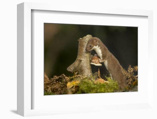 Weasel (Mustela Nivalis) Investigating Birch Stump with Bracket Fungus in Autumn Woodland-Paul Hobson-Framed Photographic Print