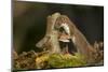 Weasel (Mustela Nivalis) Investigating Birch Stump with Bracket Fungus in Autumn Woodland-Paul Hobson-Mounted Photographic Print