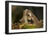 Weasel (Mustela Nivalis) Investigating Birch Stump with Bracket Fungus in Autumn Woodland-Paul Hobson-Framed Photographic Print