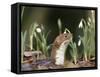 Weasel (Mustela Nivalis) Looking Out of Hole on Woodland Floor with Snowdrops-Paul Hobson-Framed Stretched Canvas