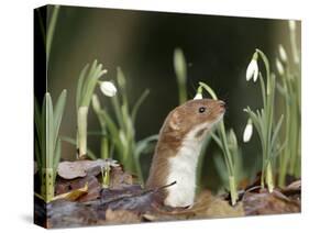 Weasel (Mustela Nivalis) Looking Out of Hole on Woodland Floor with Snowdrops-Paul Hobson-Stretched Canvas