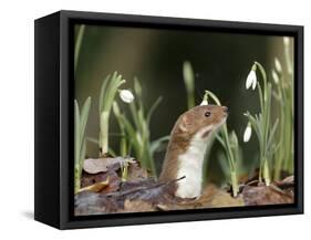 Weasel (Mustela Nivalis) Looking Out of Hole on Woodland Floor with Snowdrops-Paul Hobson-Framed Stretched Canvas