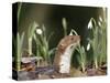 Weasel (Mustela Nivalis) Looking Out of Hole on Woodland Floor with Snowdrops-Paul Hobson-Stretched Canvas