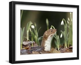 Weasel (Mustela Nivalis) Looking Out of Hole on Woodland Floor with Snowdrops-Paul Hobson-Framed Premium Photographic Print