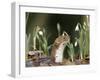 Weasel (Mustela Nivalis) Looking Out of Hole on Woodland Floor with Snowdrops-Paul Hobson-Framed Premium Photographic Print