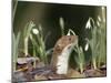 Weasel (Mustela Nivalis) Looking Out of Hole on Woodland Floor with Snowdrops-Paul Hobson-Mounted Premium Photographic Print