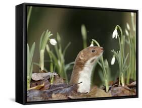 Weasel (Mustela Nivalis) Looking Out of Hole on Woodland Floor with Snowdrops-Paul Hobson-Framed Stretched Canvas