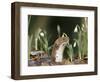Weasel (Mustela Nivalis) Looking Out of Hole on Woodland Floor with Snowdrops-Paul Hobson-Framed Photographic Print